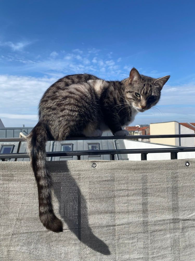 Cat sits on balcony high up glaring at camera 