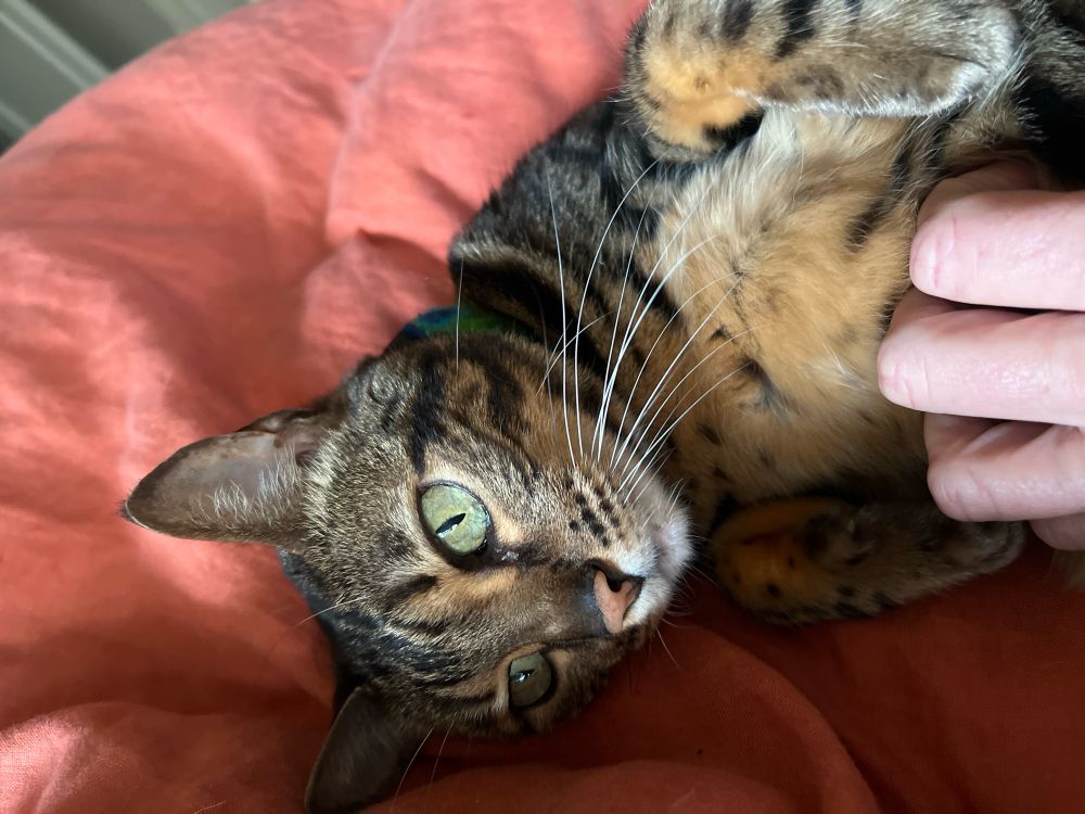 Snuggles with my sweet bengal cat