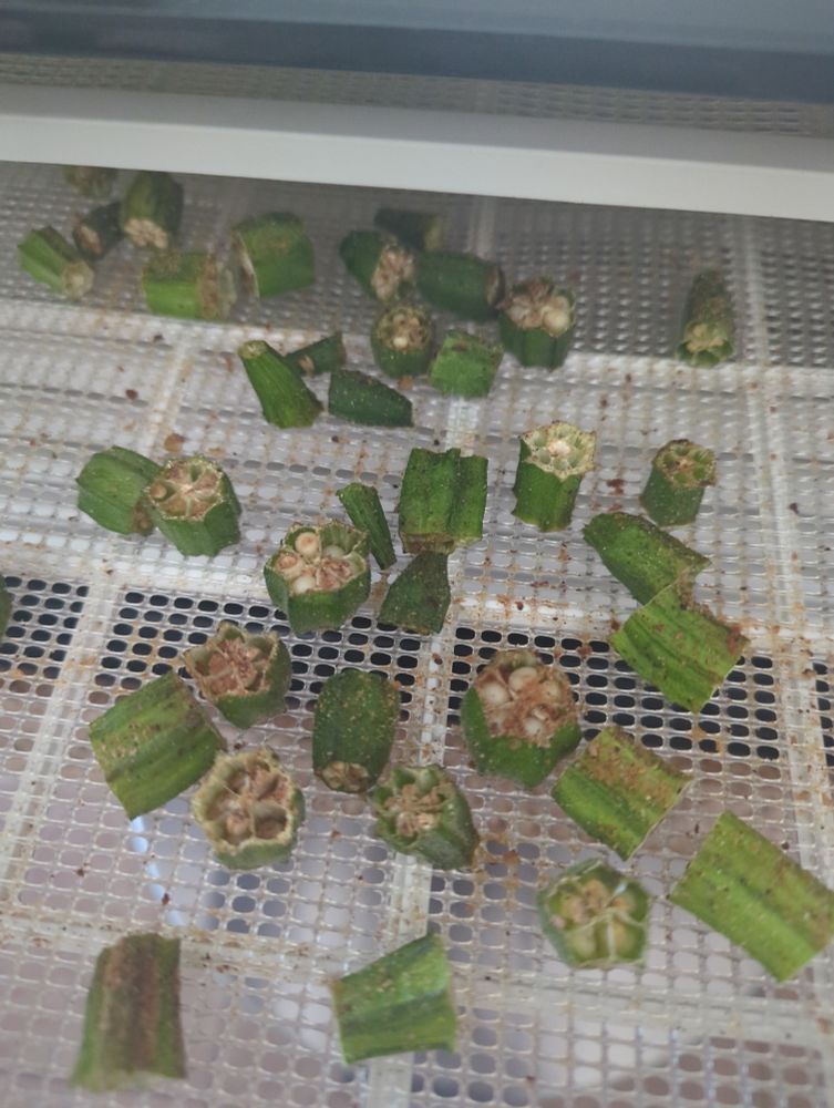 Picture of fresh bright green okra in the dehydrator with Cajun seasoning.