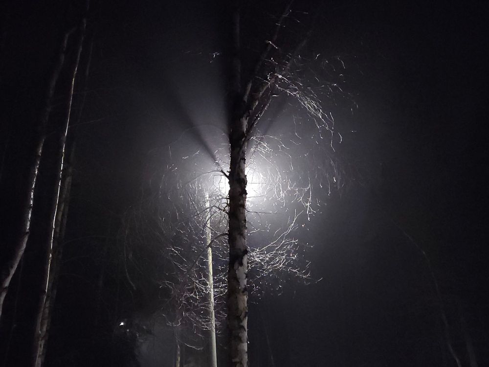 A picture of a birch tree at night, back-lit by a lamppost. The branches of the tree appear to encircle the bulb as if it were the only source of light it had ever been exposed to. It casts long and sharp fingers of shadow into foggy air.

I imagine that trees don't experience regret. The way they twist and contort is simply a result of wherever the sun decides to shine. They're making what they determine to be the best decision, moment to moment, just as we do.
