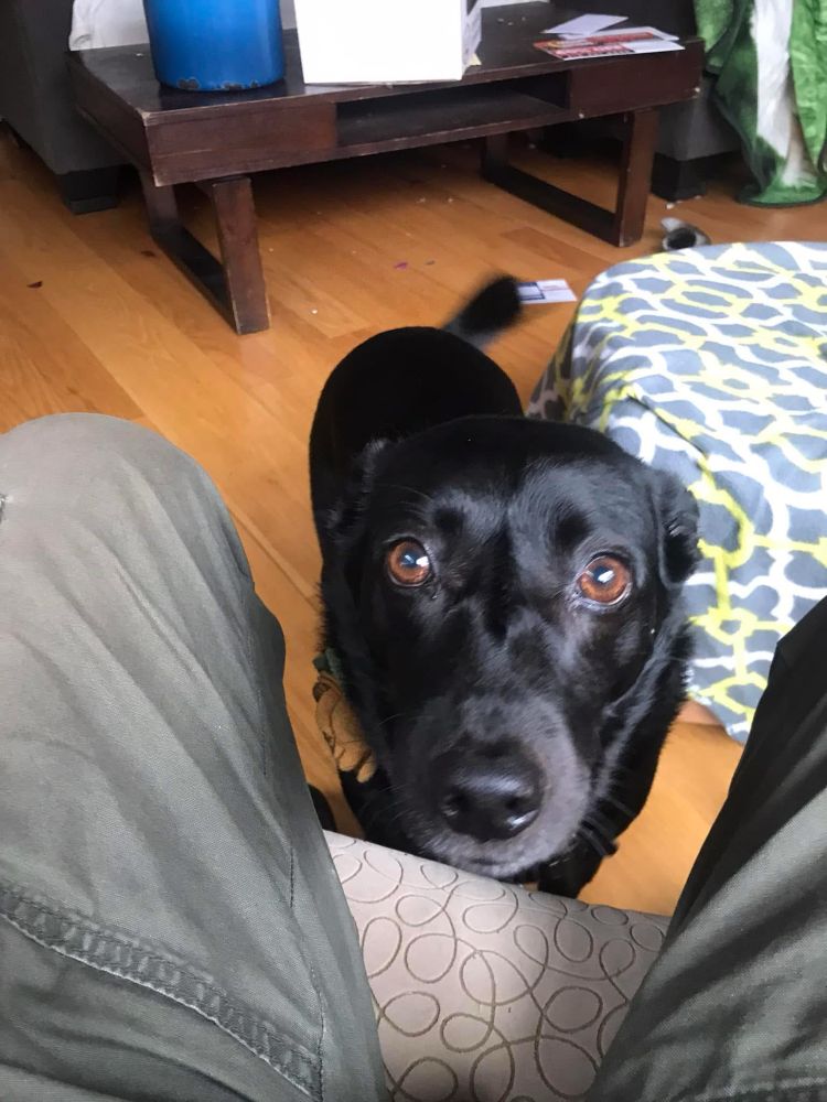 A dog. A black one. A good one. She’s looking at you. She loves you with the purest love.