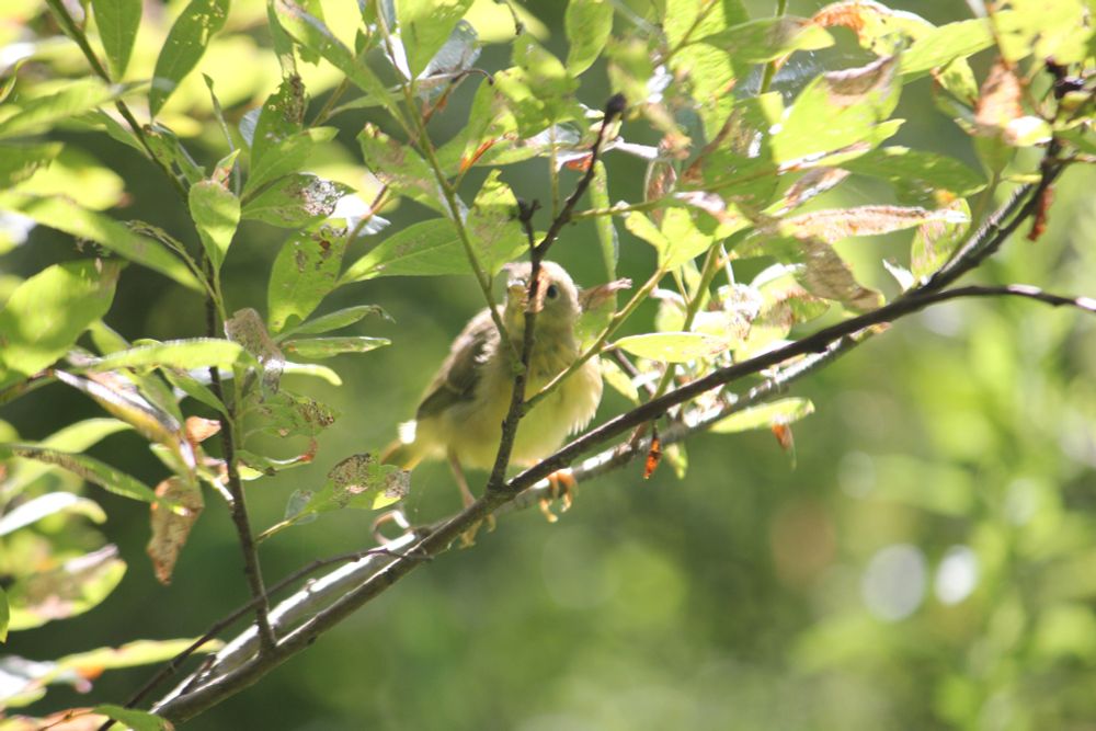 A gray and yellow bird in a tree