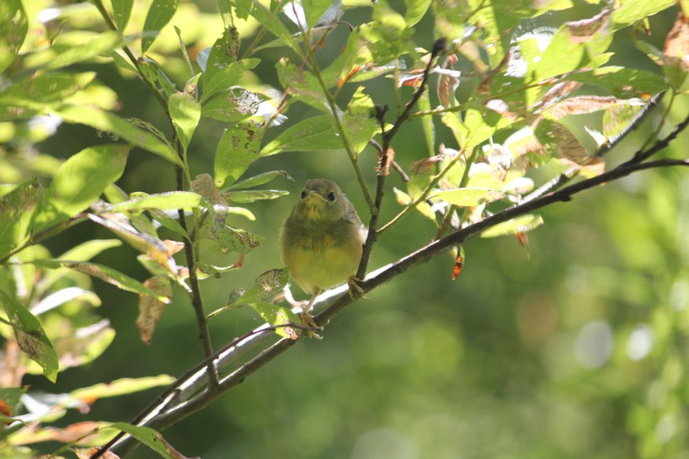 A gray and yellow bird in a tree