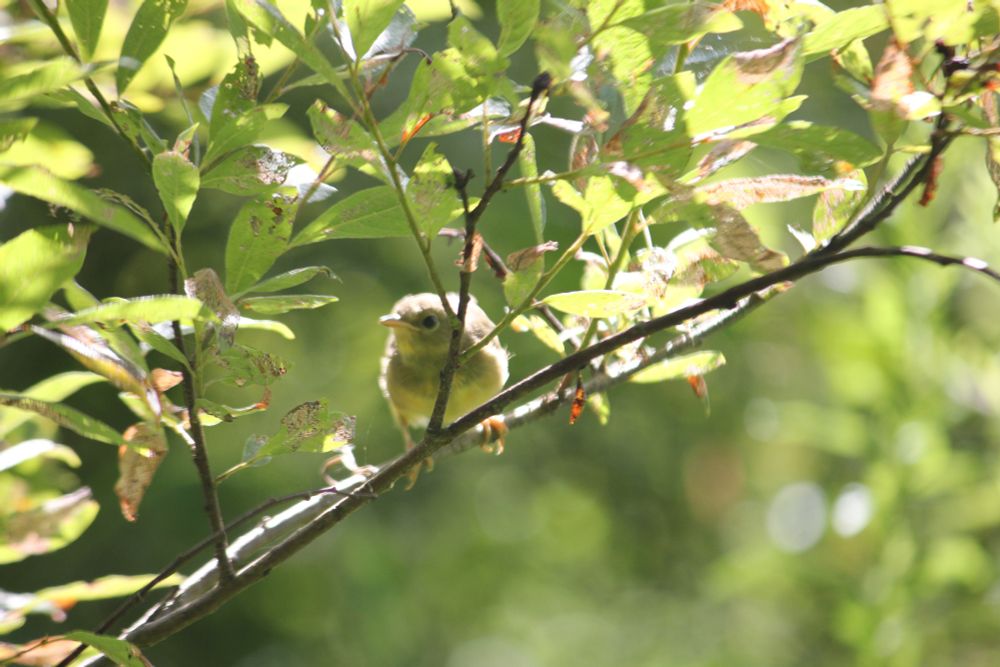 A gray and yellow bird in a tree
