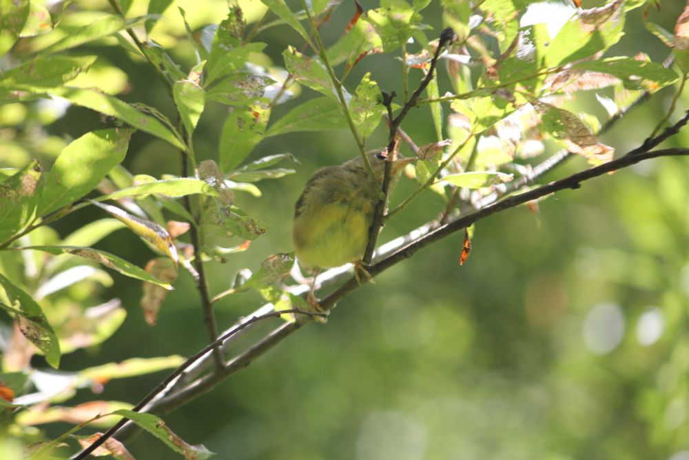 A gray and yellow bird in a tree