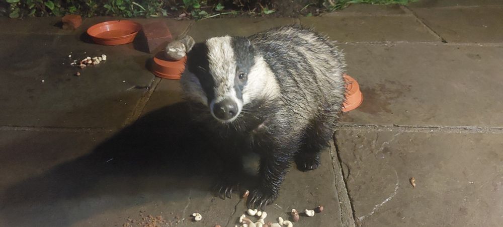 Close up photo of a badger standing on a stone tiled patio, looking at the camera. His nose is muddy and his white ear tufts are missing.