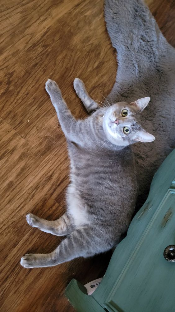 Gray tabby cat sitting next to a gray furry rug on a brown hardwood floor.