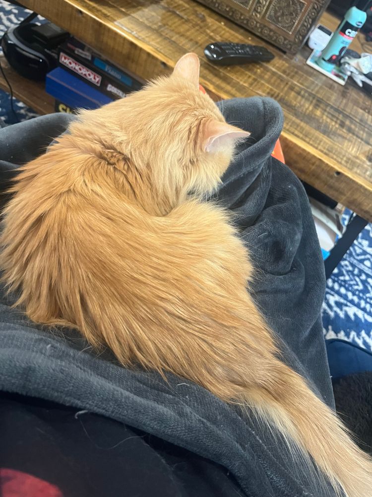 Butterscotch color long haired cat on a Gray heated blanket