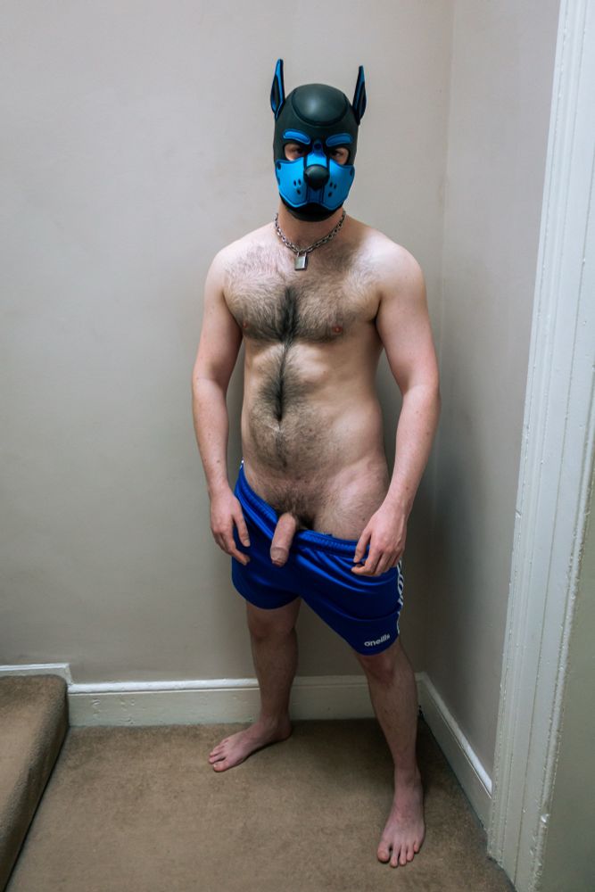 A hairy man wearing blue shorts and a pup mask stands in a corner and has his dick hanging out over the waistband of his partially pulled down shorts.