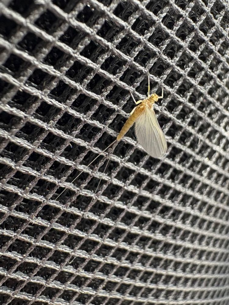 A mayfly, on a speaker