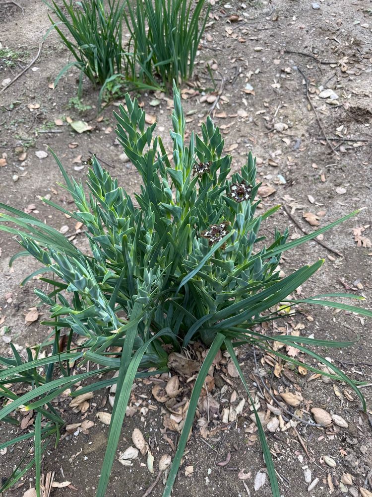 Ferraria crispa in the ground. This group is from a bulb that fell out of my wheelbarrow and I lost track of it. The bulbs like a lot of sun and can do well in the earth or in a pot. Each flower lasts only a day or so but new blossoms appear. These pictures are from March of last year and like all bulbs, they go dormant after blooming. But the the cool weather of fall brings them back to begin their cycle anew.

I will send a pack of bulbs but honestly they’ve intermixed on me so I’m not sure which you’ll get, maybe both or just one variety or the other. Still, can’t lose!