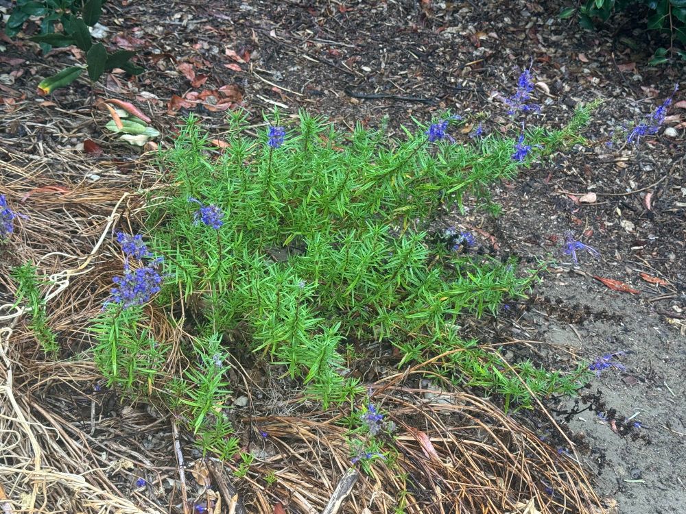 A wooly blue curls plant in the yard, Trichostema lanatum. Reputedly fussy about its culture, this individual stubbornly continues to bloom.
