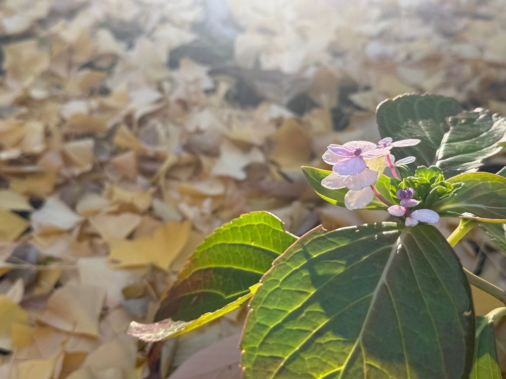 銀杏の落ち葉と手前に紫陽花の花