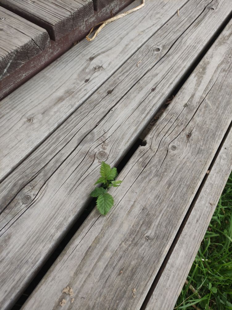 Spross einer Brombeere, die zwischen grauen Terrassenbrettern hindurchwächst