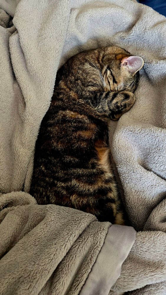 Brown tabby cat laying on a fuzzy grey blanket and covering her eyes from the sun with her paw