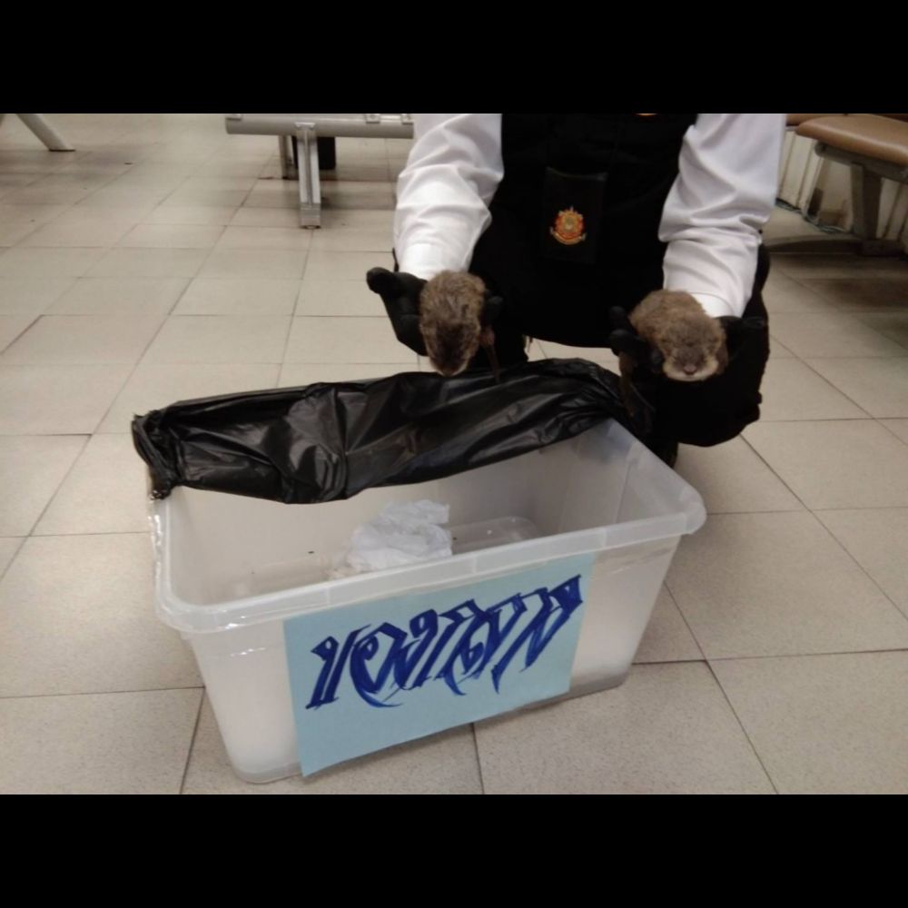 Taiwanese man arrested at Thailand airport smuggling otters in underwear | Taiwan News | 2023-12-10 ...