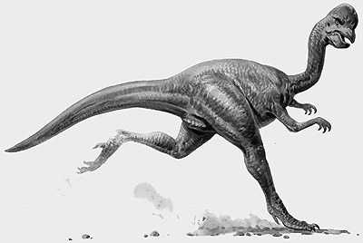 Drawing of the dinosaur oviraptor from the natural history museum 