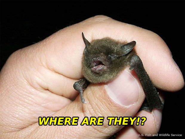 A hand holds a tiny bat. The bat's mouth is open surprisingly wide for such a tiny creature.  The caption reads "WHERE ARE THEY!", reminiscent of a scene in The Dark Knight where Batman is angrily interrogating the Joker