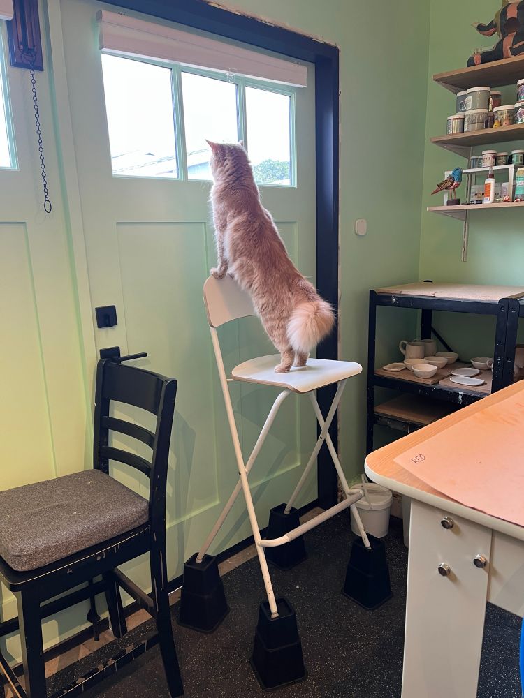 Fifi the art studio assistant standing on his tall chair to see outside. Fifi is a slightly floofy cat guy with apricot colored fur. 