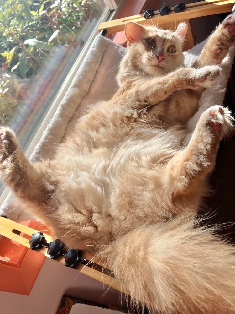 Fluffy, disheveled orange cat sunning his butthole by the window