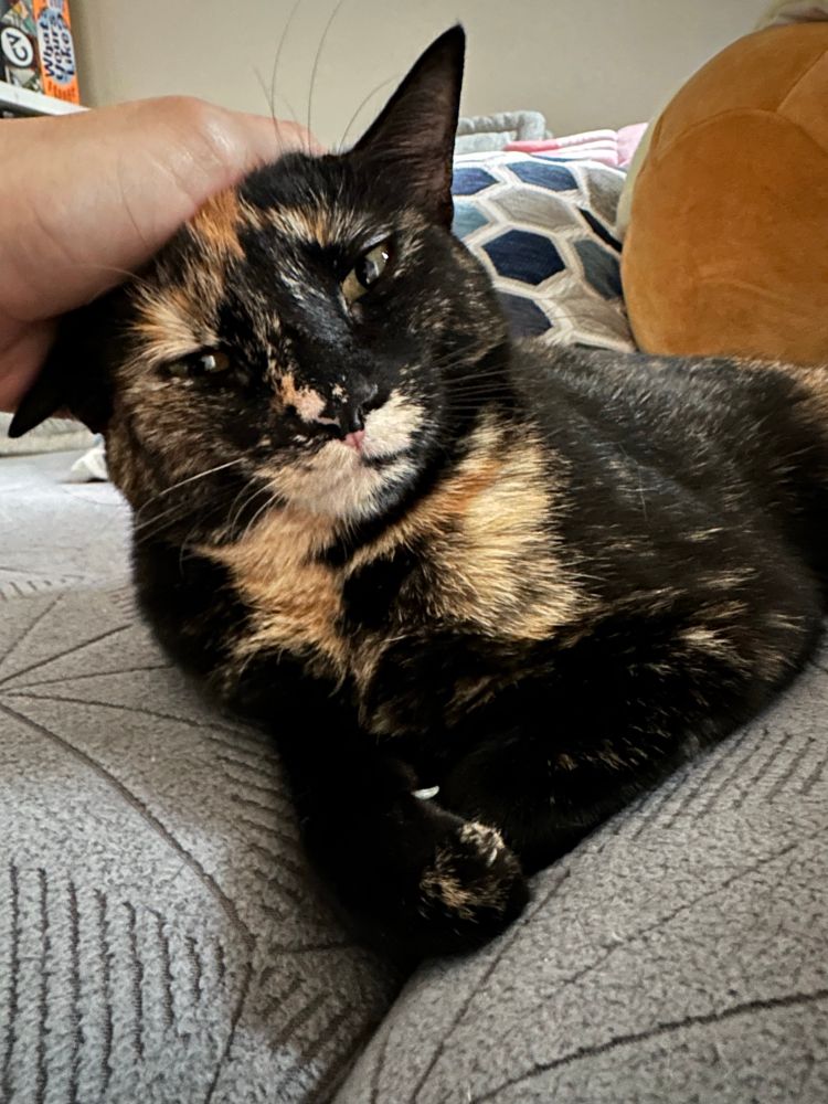 A tortie kitten enjoying a pat on the head 