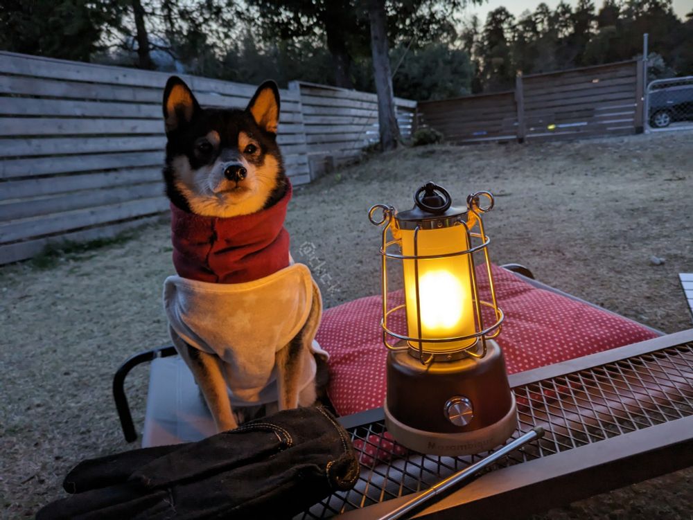 じっとお肉が焼けるのを待つ柴犬