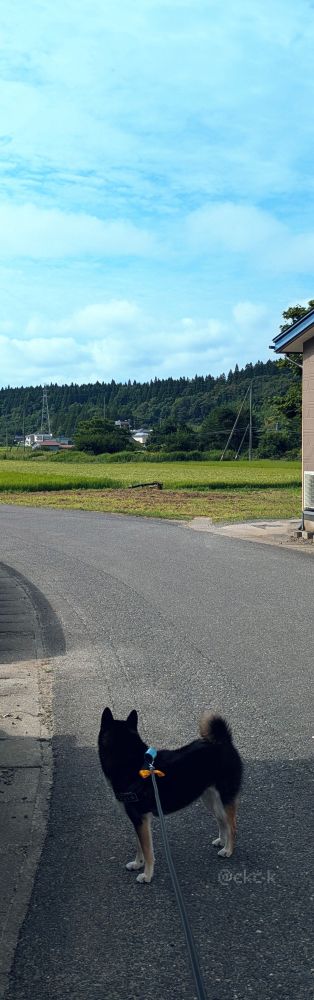 空と田んぼと黒柴