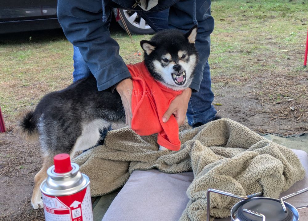 人が黒柴に着せた服を脱がそうとしているところ
黒柴は歯を剥き出しにして怒っている