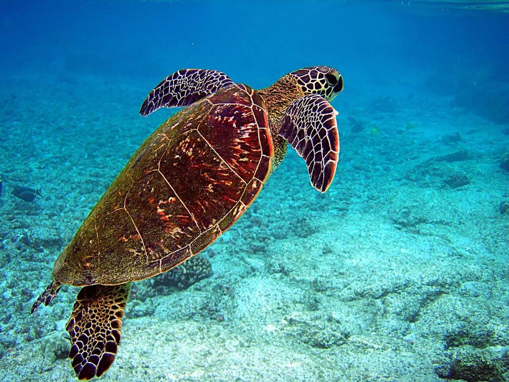 a dark reddish-brown sea turtle swimming upwards underwater.
