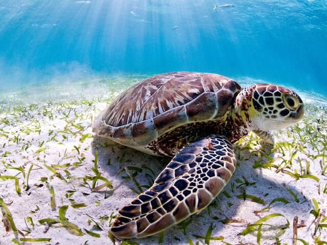 a picture of a sea turtle underwater coasting along the sand. 