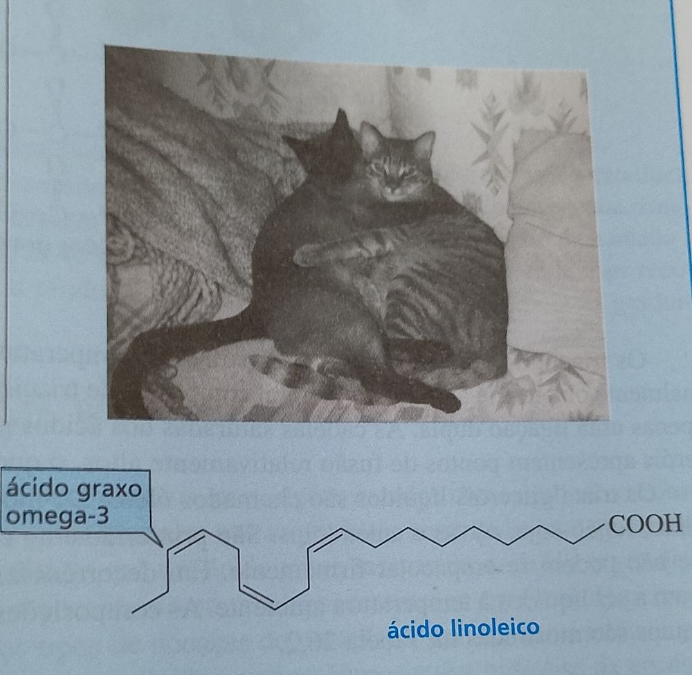 dois gatos se abraçando com o ácido linoneico logo abaixo 