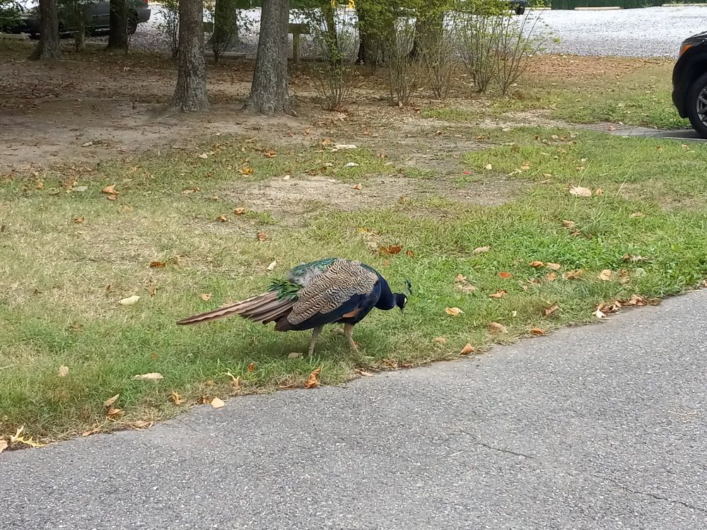 A peahen near a road