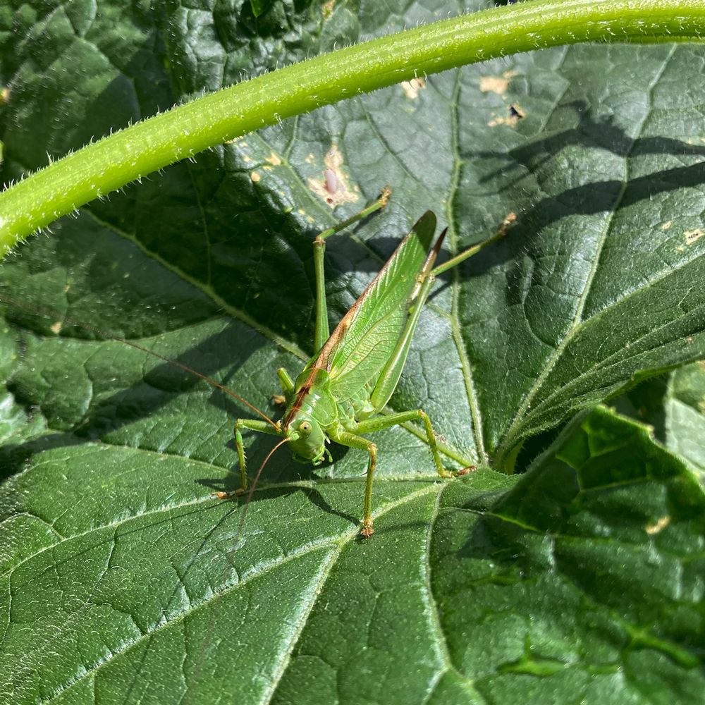 Une sauterelle verte sur une feuille de concombre. Très bien camouflée.