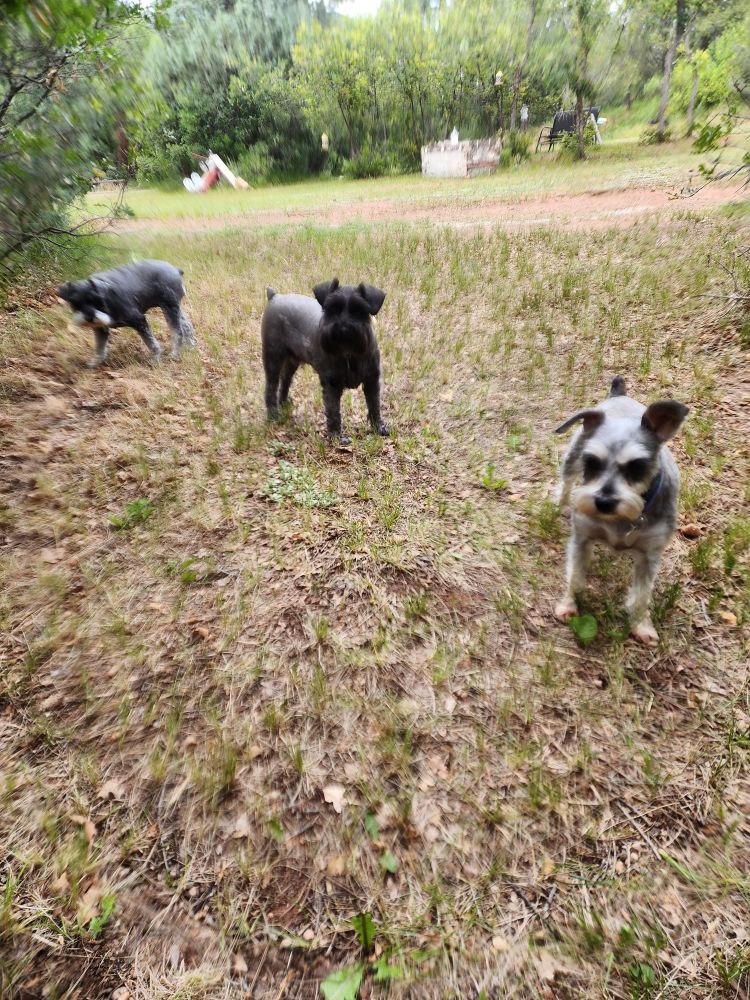 Three mini Schnauzers in a mountain area backyard 