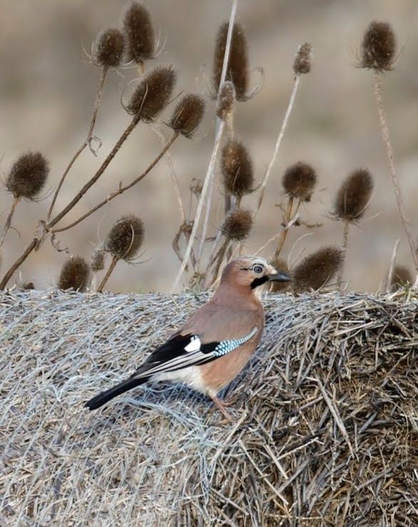 Jay on a roundy bale