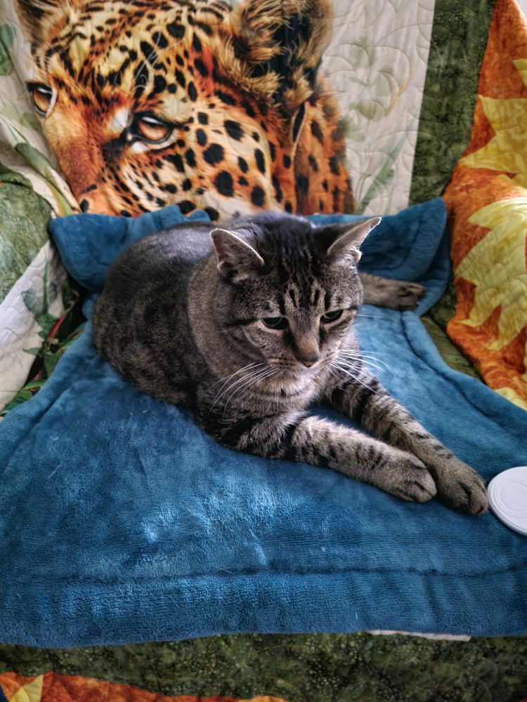 A 17 year old tabby cat lying on a heating pad on top of a tiger tapestry
