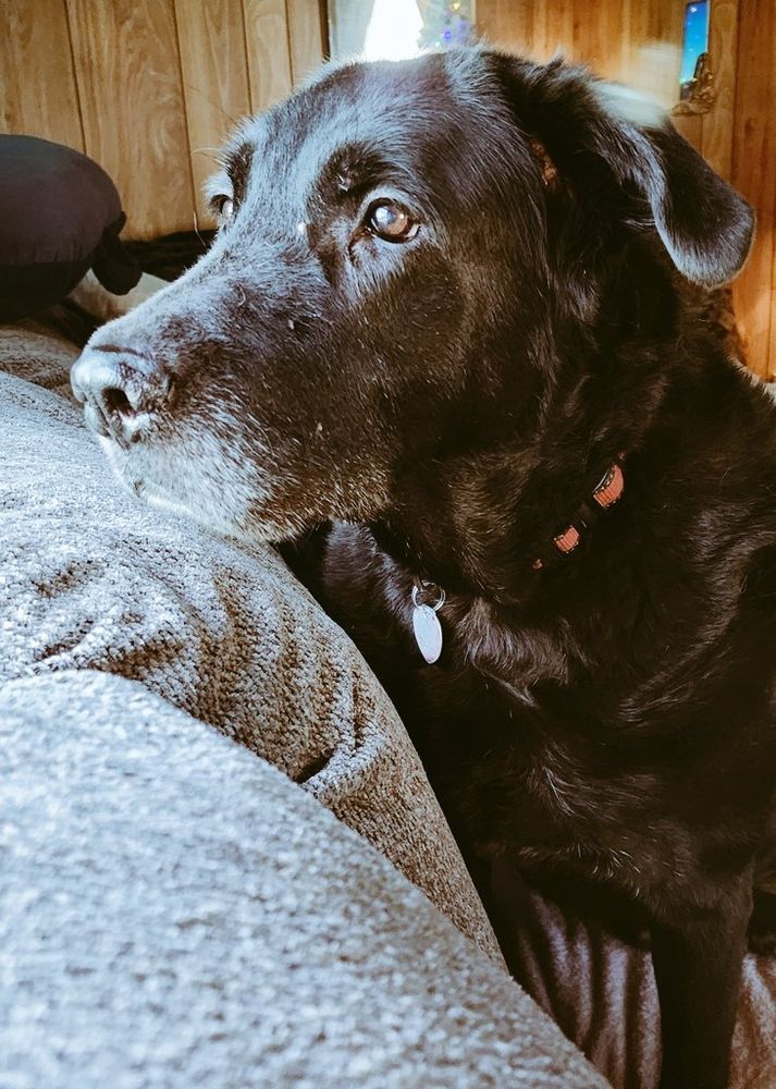 A large senior black dog with brown eyes and a greying muzzle wearing a red collar with a silver charm. 