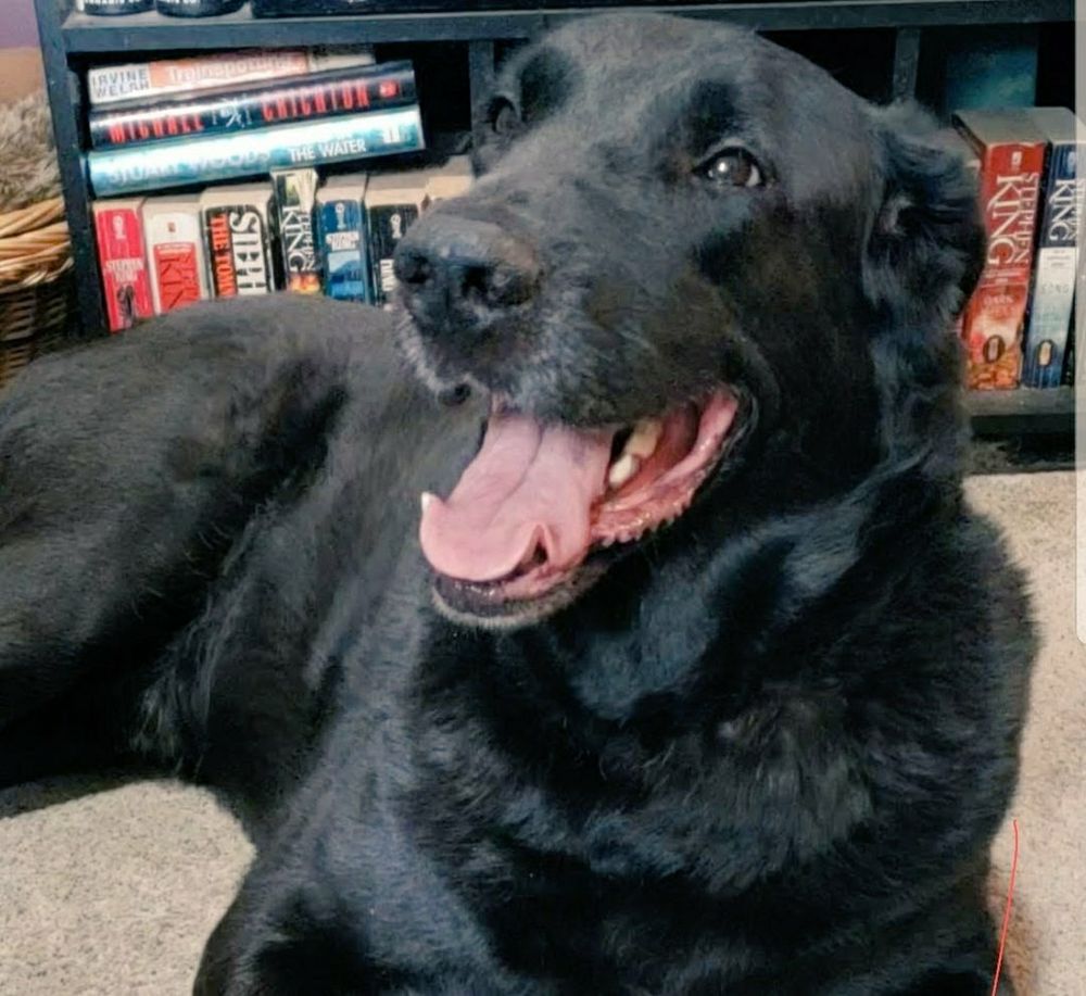 A happy and smiling black labrador mix.