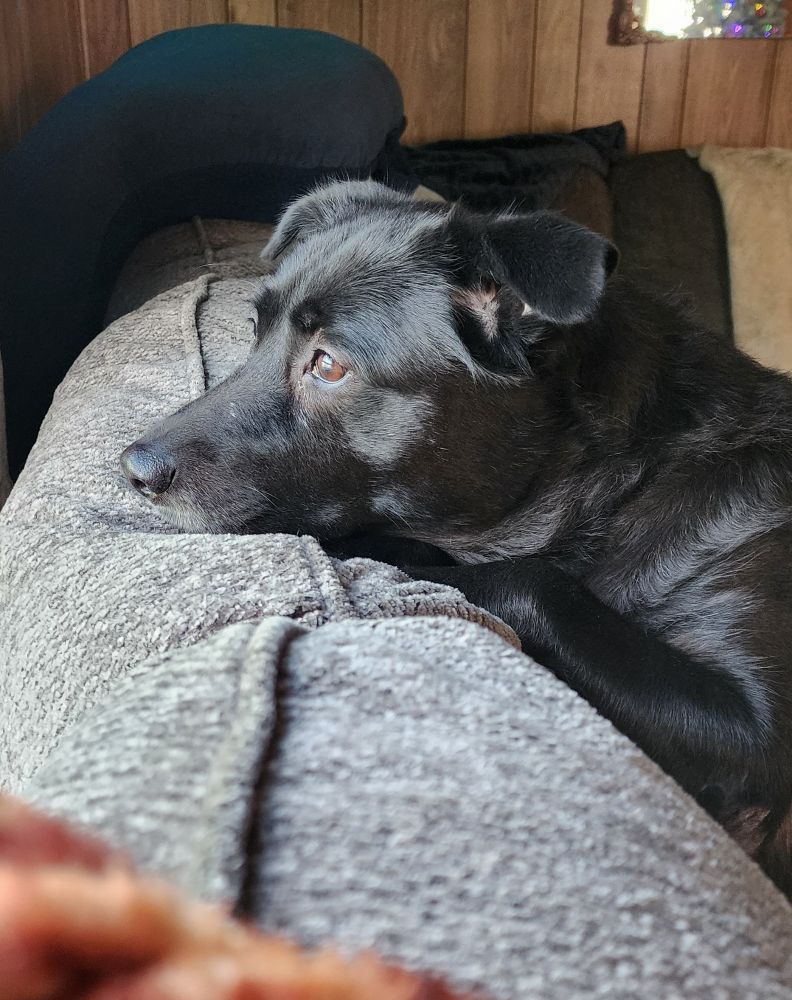 A black dog resting its chin on the back of a couch looking out an unseen window