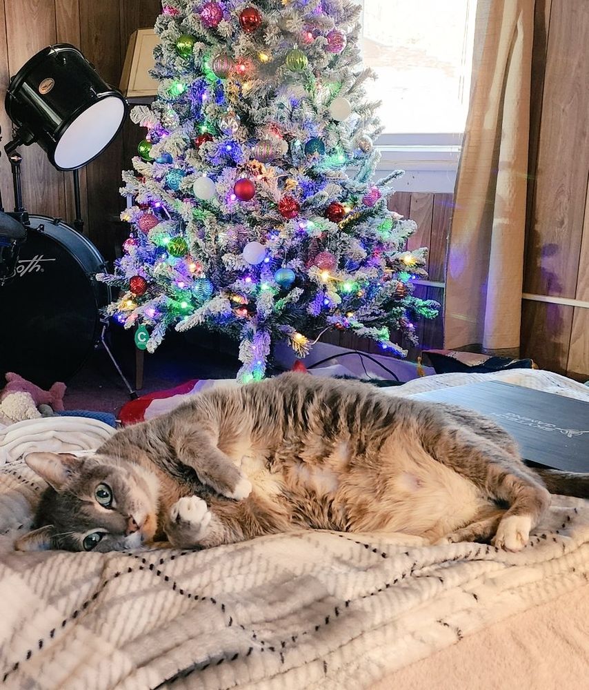 Grey and white cat on a blanket with a christmas tree and a drumset in the background.