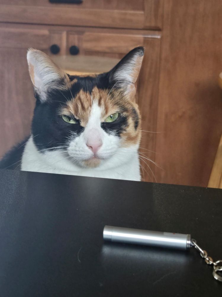 A calico cat with green eyes staring angrily at the laser pointer on the black table. 