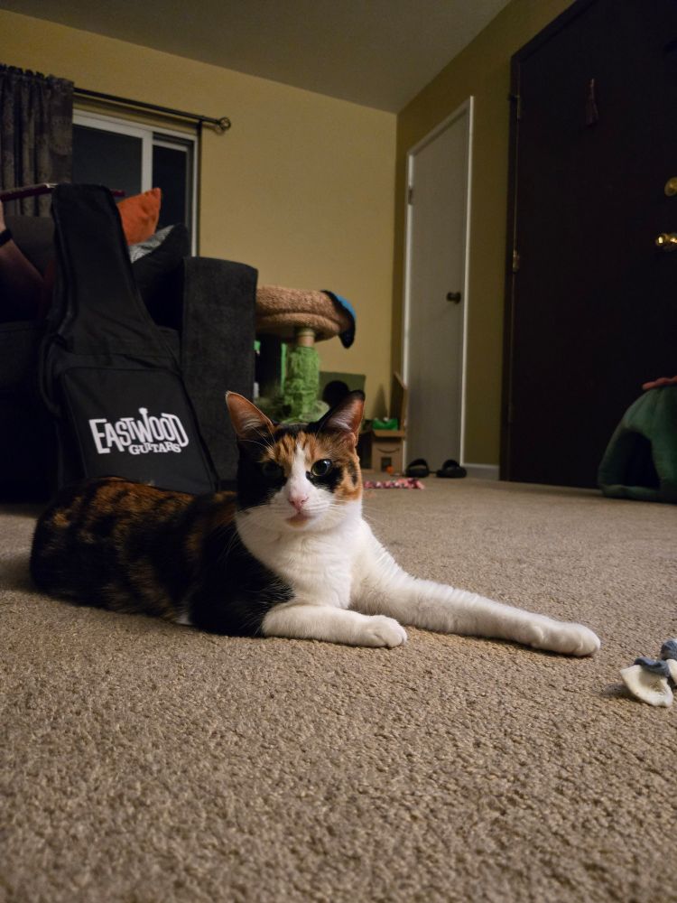 A calico cat laying gracefully on the carpet flooring. She looks in the direction of the camera with her pupils extremely big. Her left leg is stretched out longer than her right. 