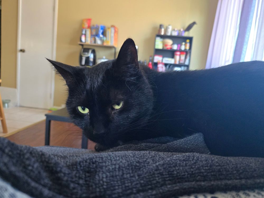 A black cat with green eyes laying on a couch facing the direction of the camera. His right eye is more open than his left. His left eye is giving a side eye look. 