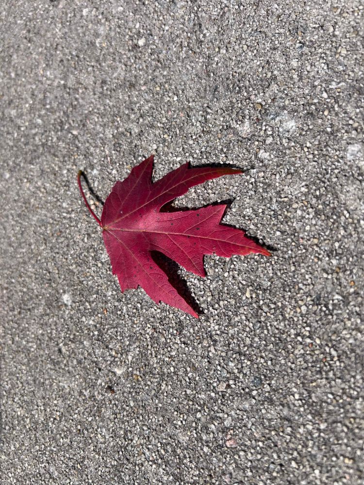 A vivid red maple leaf lies centered on a rough gray asphalt surface. The leaf’s pointed lobes and visible veins contrast sharply with the textured background, highlighting its autumnal beauty and delicate structure.