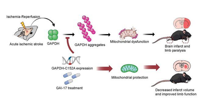 Beneficial effects of GAPDH-C152A expression and GAI-17 on acute ischemic stroke treatment in model mice

Ischemia-Reperfusion-induced GAPDH aggregates lead to cell death and paralysis, but both GAPDH-C152A expression and GAI-17 treatment can decrease the chances of post-stroke side effects.

Credit: Osaka Metropolitan University