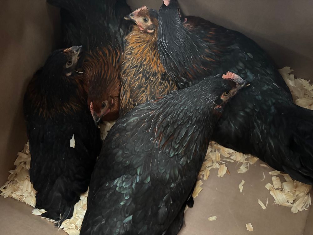 Five young hens inside the box. They're mostly black with varying levels of brown on their necks/heads. "Black sex links" are a hybrid between a Barred Rock and a Rhode Island Red.