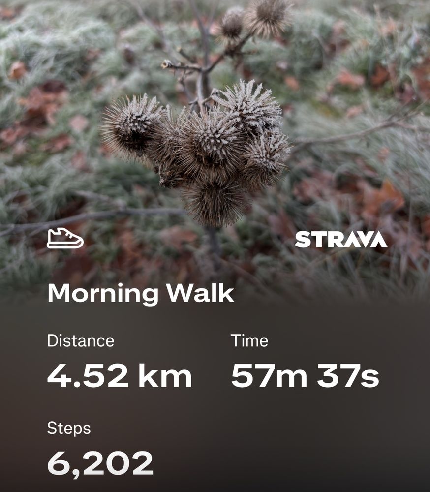 Screenshot of a Strava activity showing a 4.5km walk in 57mins. Background is some seedheads covered in frost