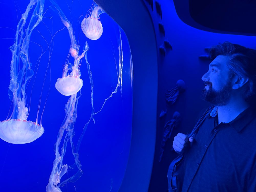 A profile shot of James Pierson, looking at a tank filled with multiple white moon jellies against a blue light. 