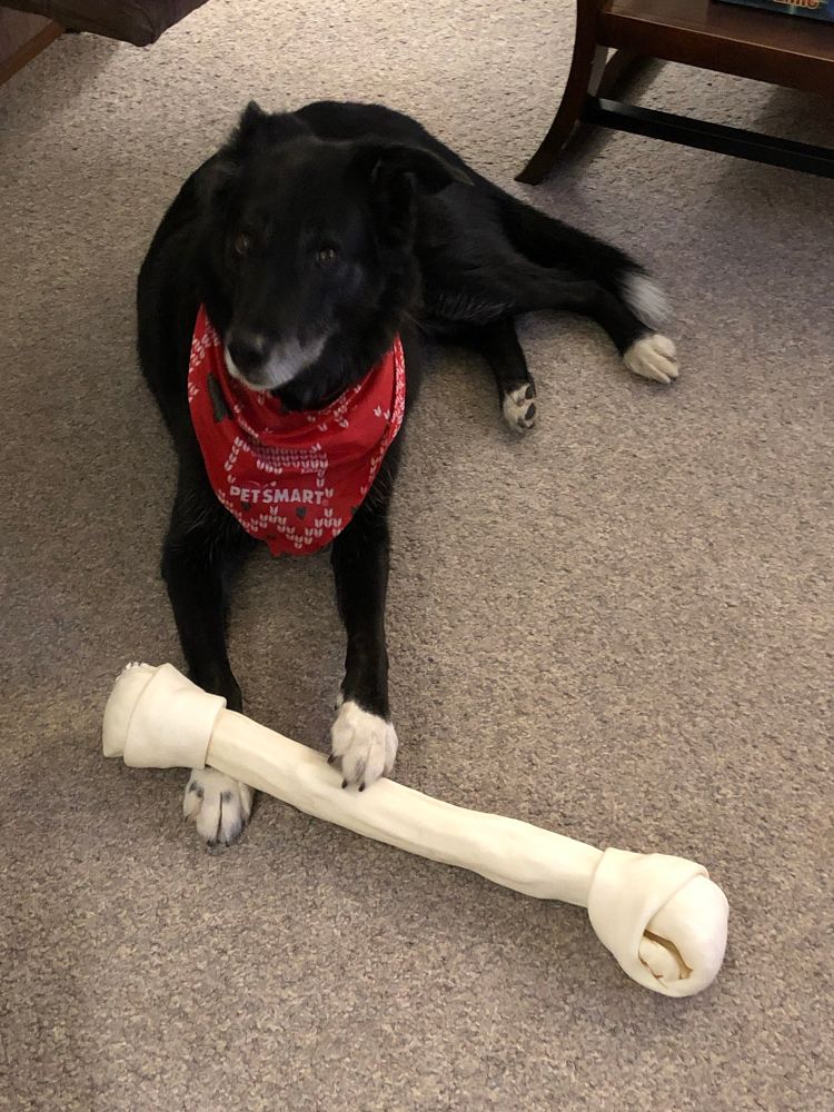 A medium black dog with a rawhide bone twice the size of her