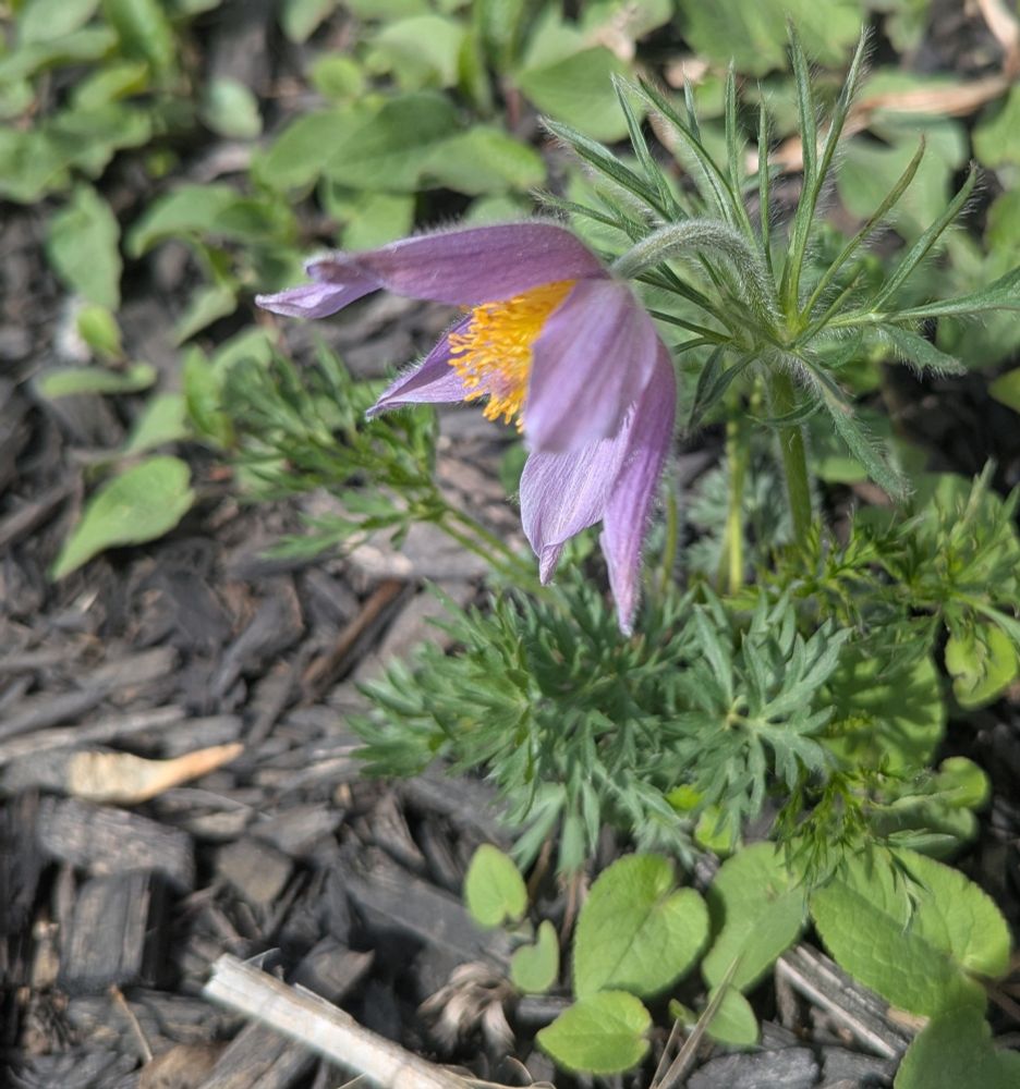 Purple crocus flower with a yellow stamen is visible, with fine green leaves on the crocus, and small invasive bluebell leaves and black mulch also visible.